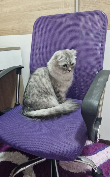 Сребърна чинчила момченце