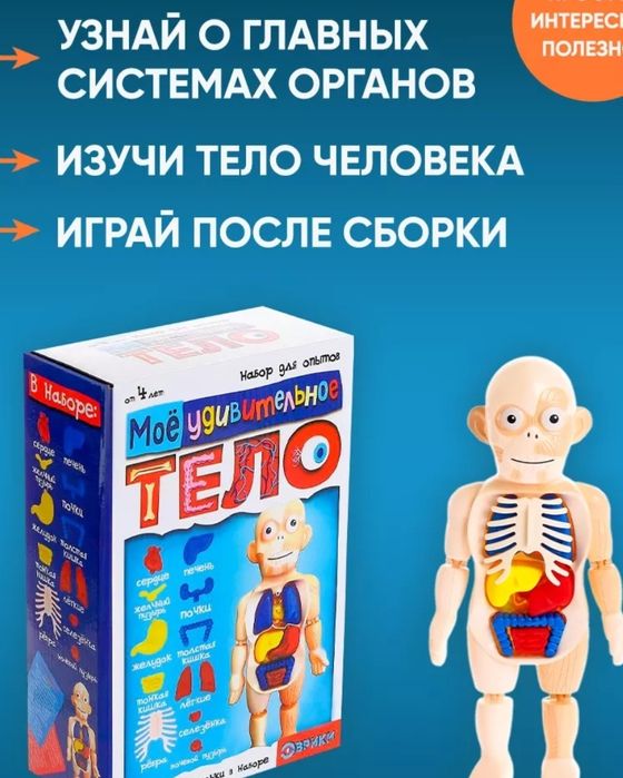 Набор для опытов,  тело человек 1500