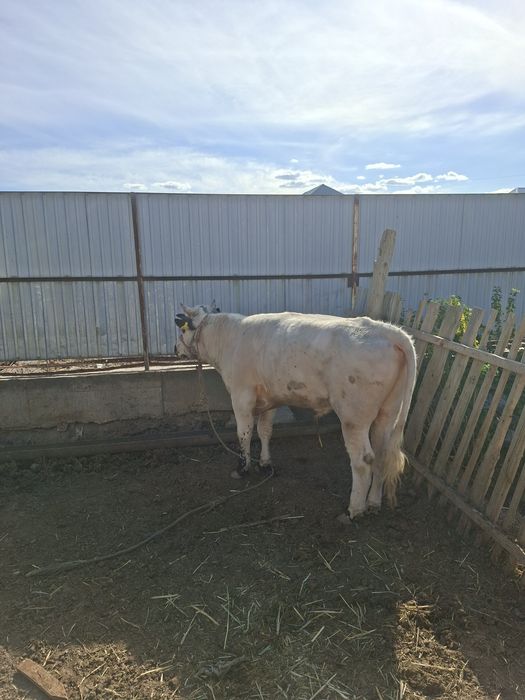 Семіз бұқа сатылады срочно