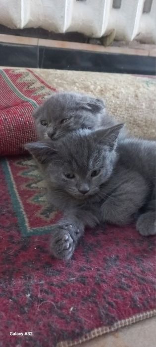 Вислоухие, прямые, шиншиллы продаются дёшево и быстро