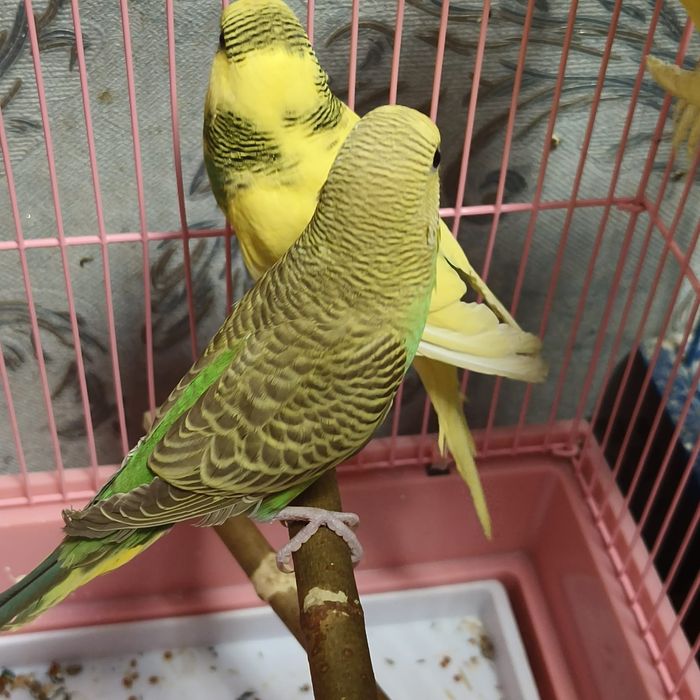 Продам волнистых попугаев