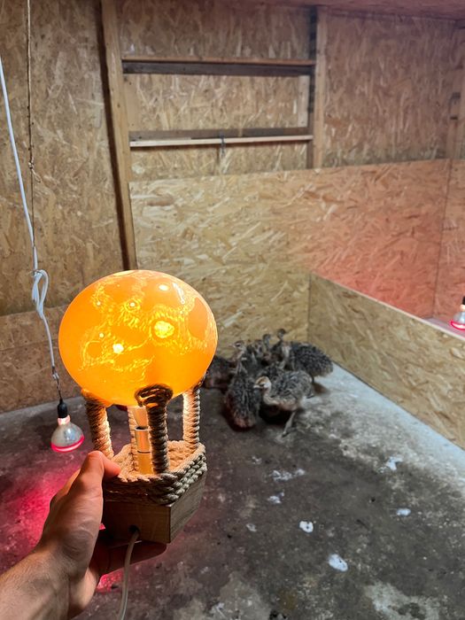 Veioza fabricata din coaja de ou de Struț