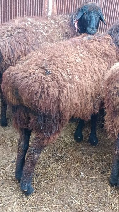 Сектер сатылады.