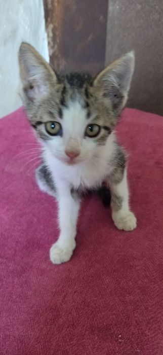 котята в хорошие руки