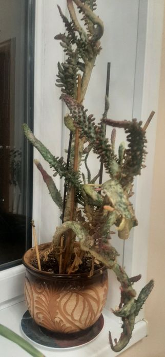 Продаю опунцию, очень красивый сорт