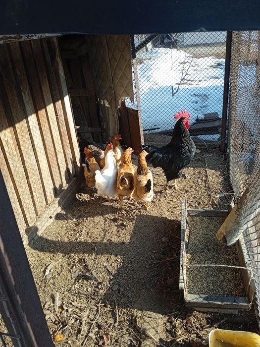 Куры куры домашние