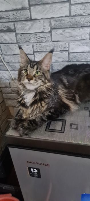 Котята мейн кун ,клубные.