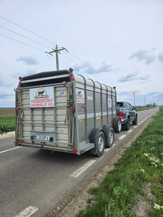 Transport Animale Vii