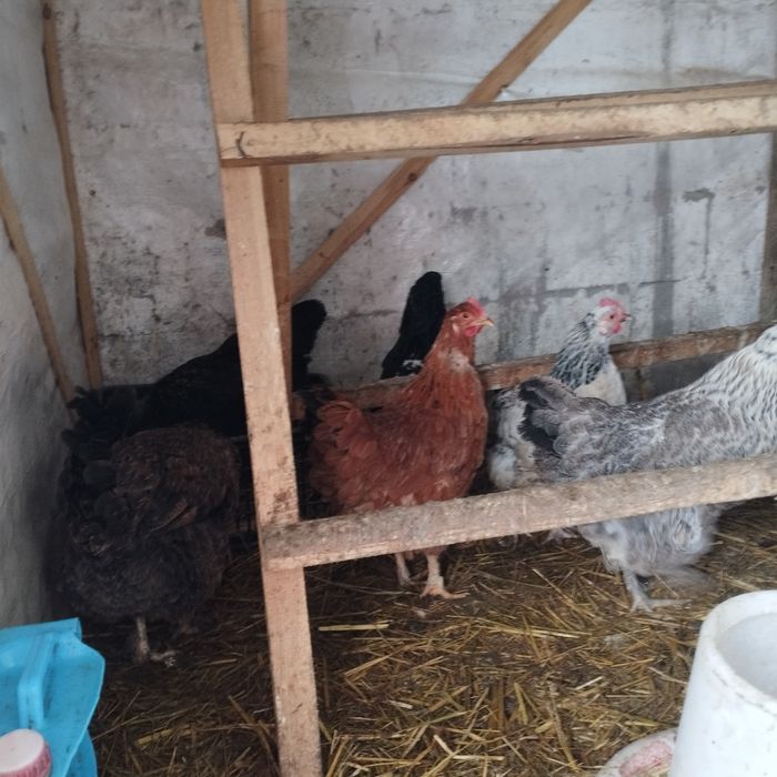 Продам куры домашние