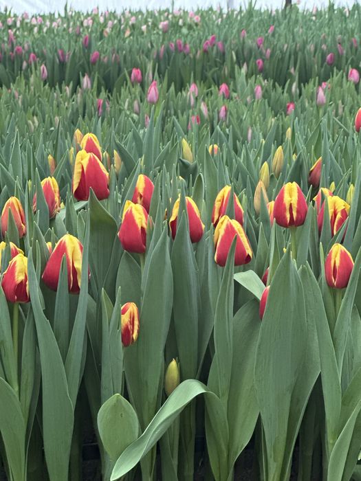 Тюльпаны оптом Голландские