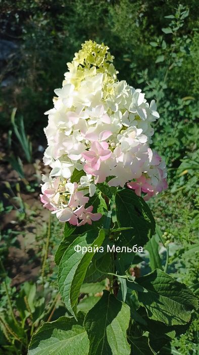 Гортензии  метельчатые  Вейгела