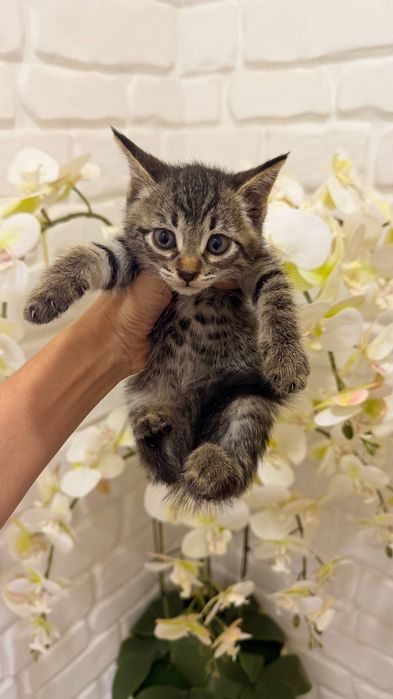 Scottish fold 1ta sotiladi  3ta oddiy parodali mushuk xadyaga beriladi
