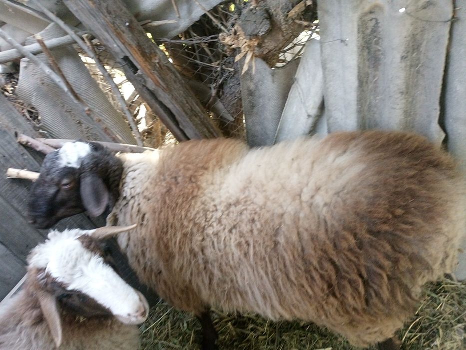 Продам баран жирный кушкар