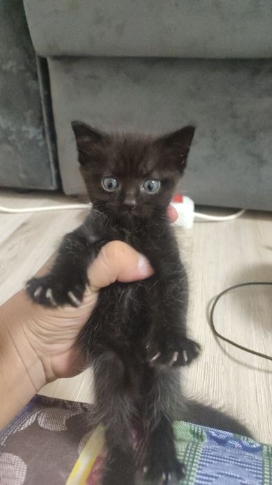 Очень красивые котята