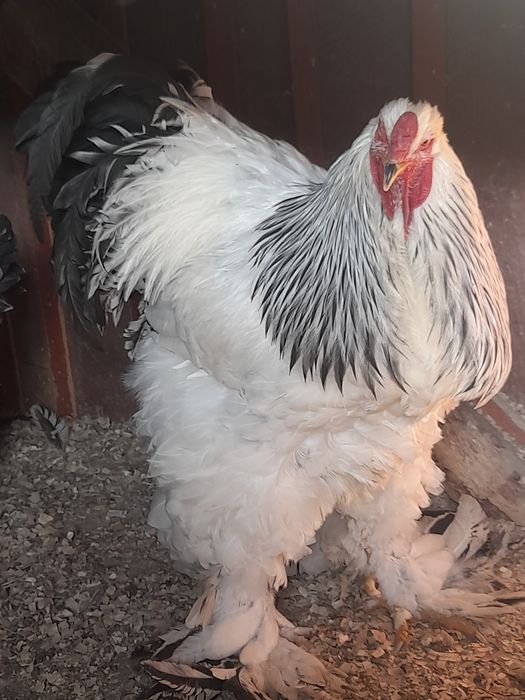 Vănd ouă brahma hd și brahma culoarea porțelan