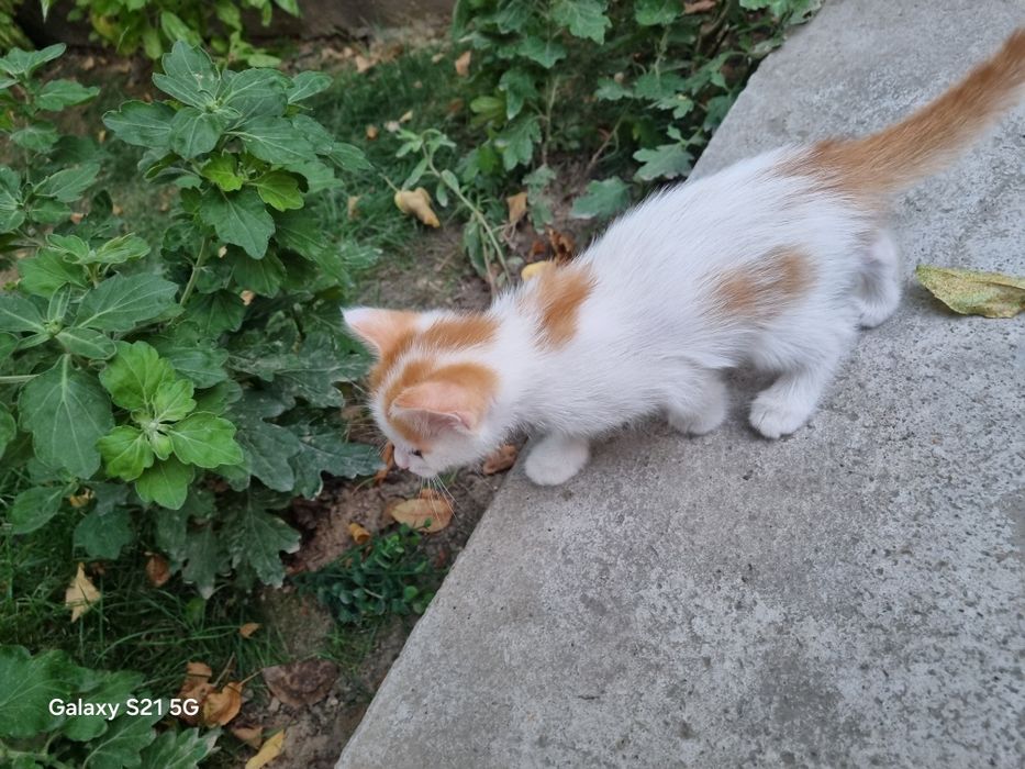 Уй мушукчалари / домашние кошки