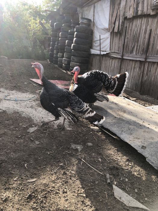 Vand curcani de tara