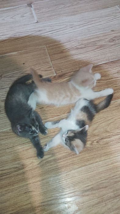 Котята в добрые руки