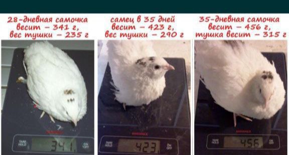 Бедана тухум сотилади