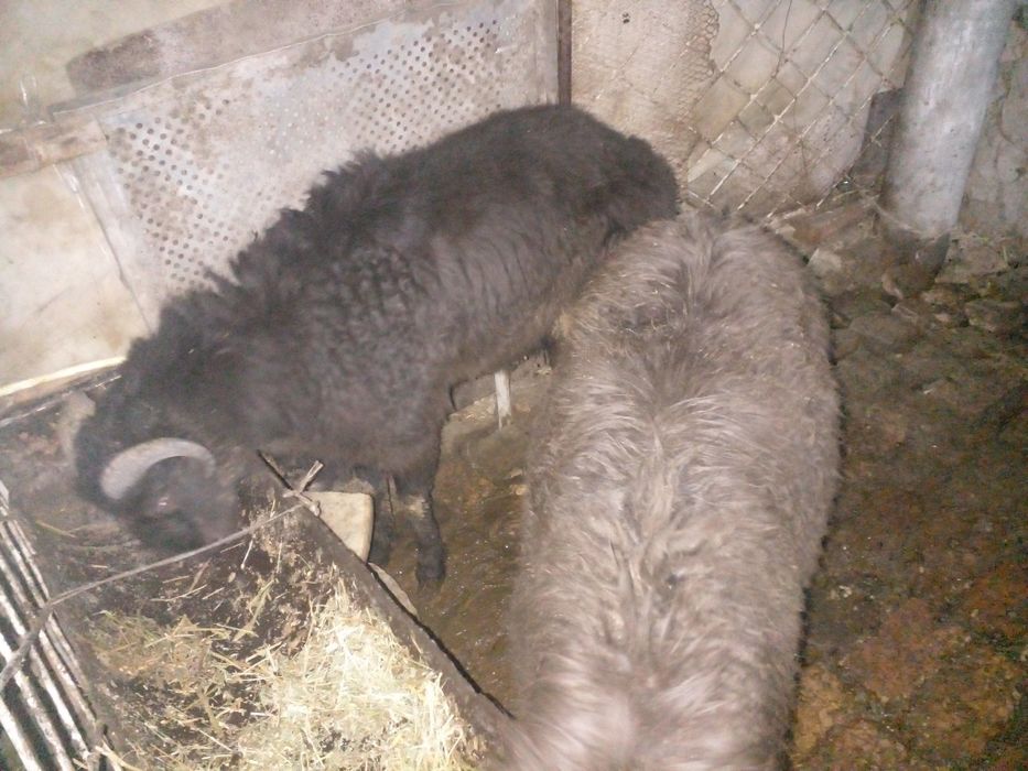 Семиз кочкорлар сотилади