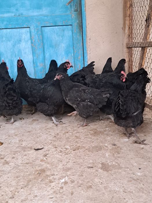 Джерсийский гигант КУРЫ