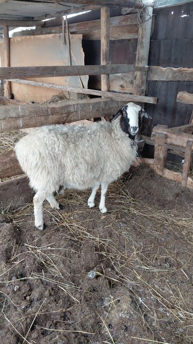 Продам овцематок