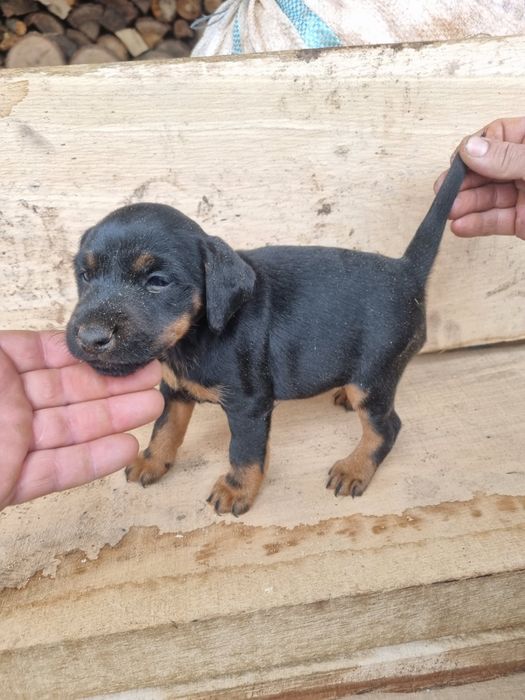 Disponibili catei de jagdterrier