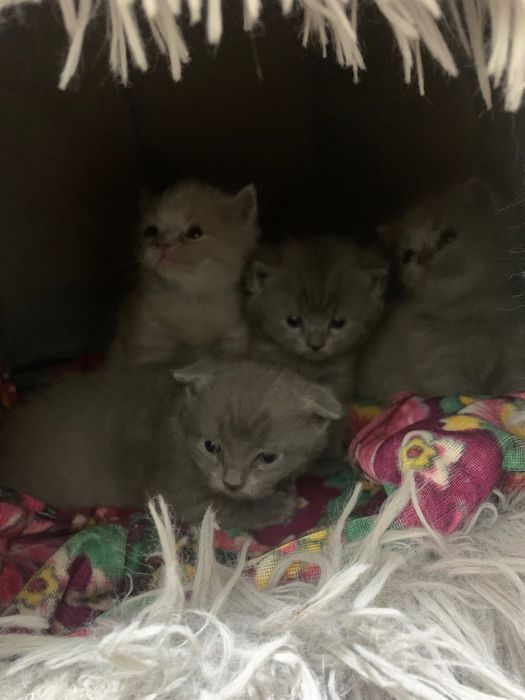 scottish fold and straight