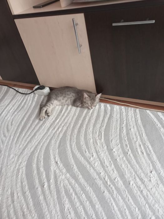 Отдам даром котик