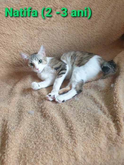 MINUNATII DE PISICUTE frumoase si iubicioase