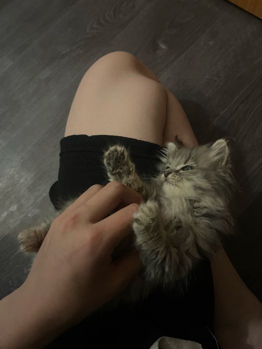 Котёнок девочка в хорошие руки