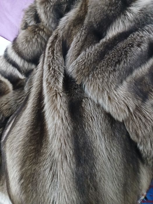 Италия, енот, новая