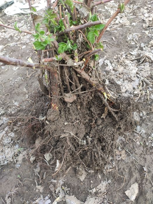 Продам Саженцы Малины