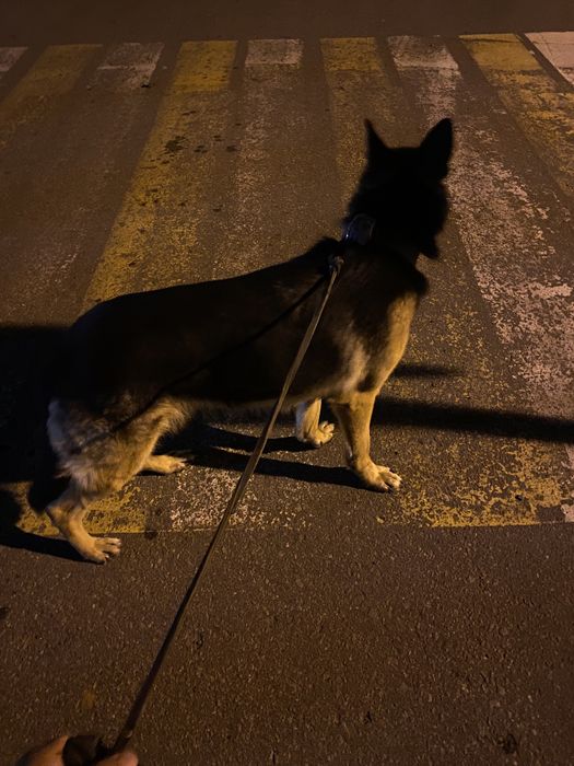 Немечкая овчарка