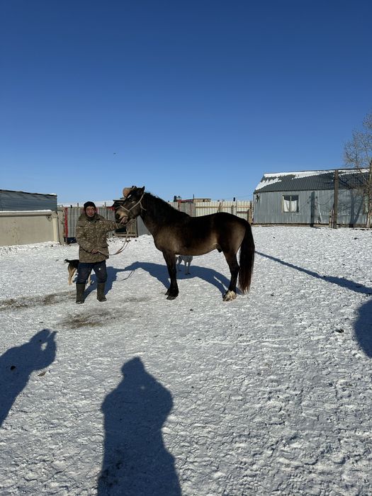 Продам жеребца тяжеловоз