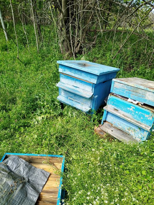 12 рамкови  Кошери с магазините .