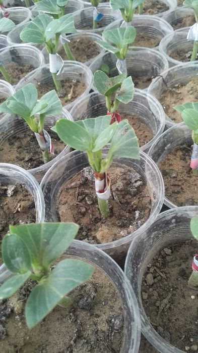 Разсад Дини Любимец