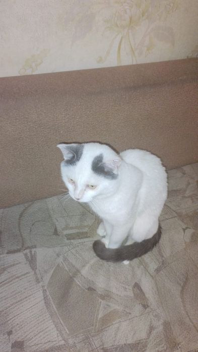 Котик в поисках дома