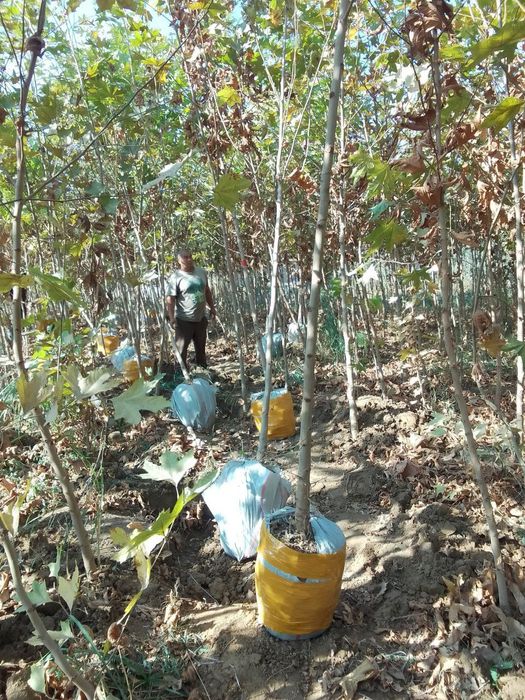 Тутовник чинар платан