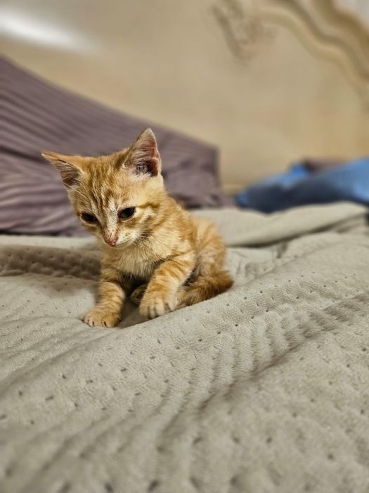 Отдам котёнка в добрые руки