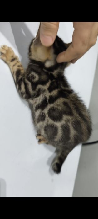 Bengal oʻgʻil qiz sotiladi sogʻlom 2oylikdan oʻtdi manzil Namangan