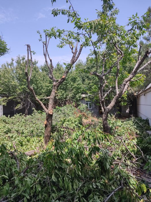 Uzumlarni xomtok qilaman