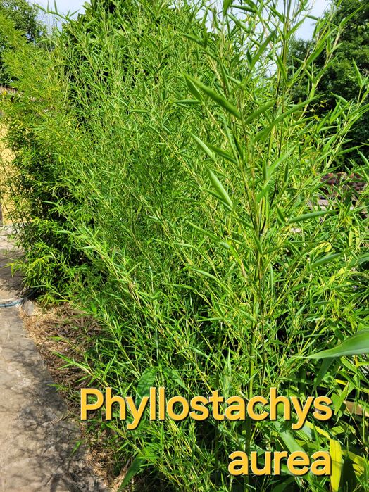 Бамбук студеноустойчиви видове в София