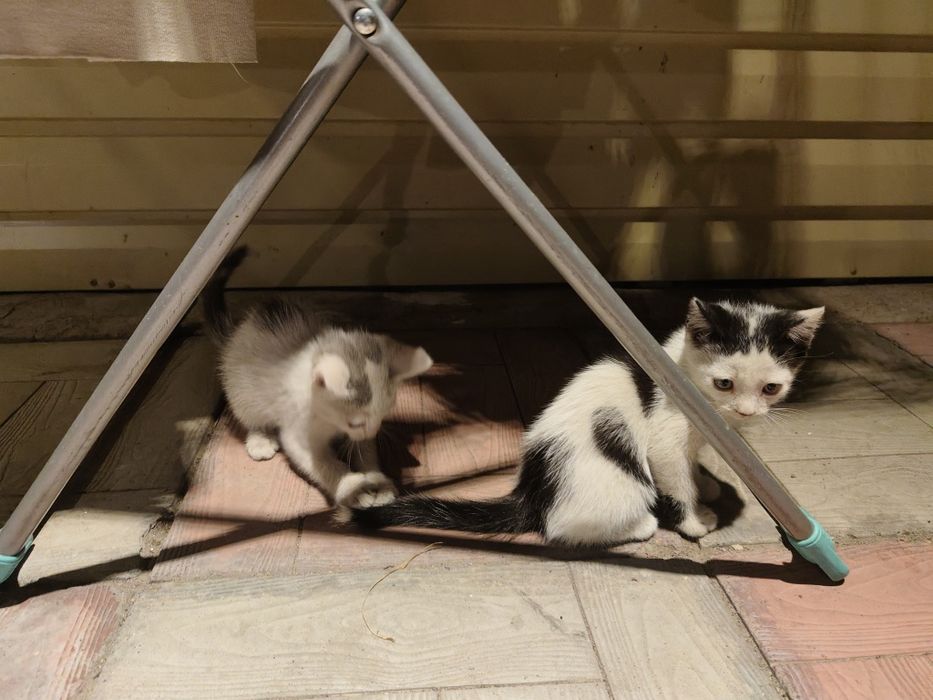отдам котят бесплатно