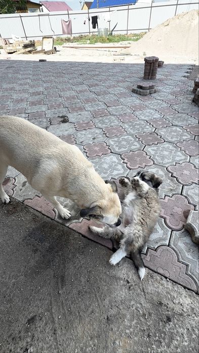 Отдам в хорошие руки