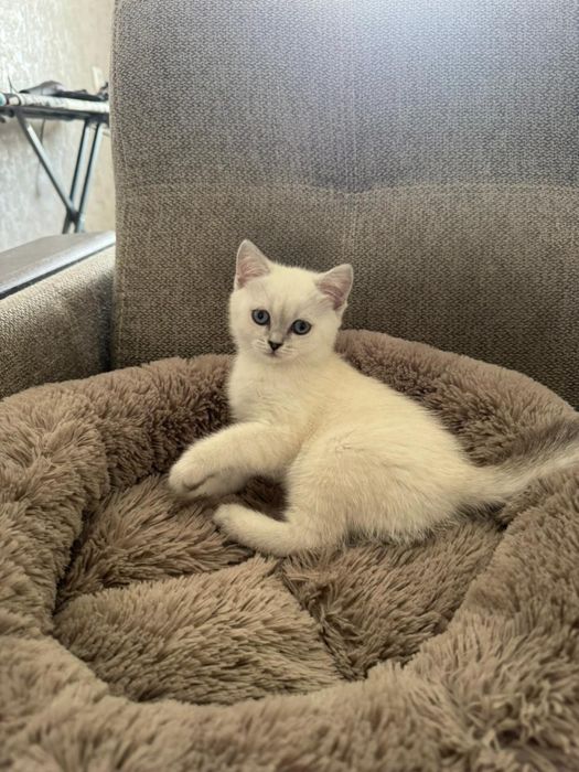 Шотланская белая голубоглазая девочка