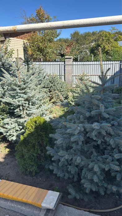 Туя, сосна, ель, можевельник