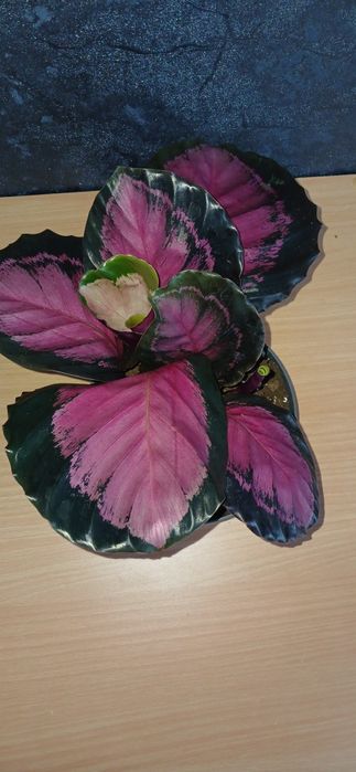 Комнатные растения от 2500