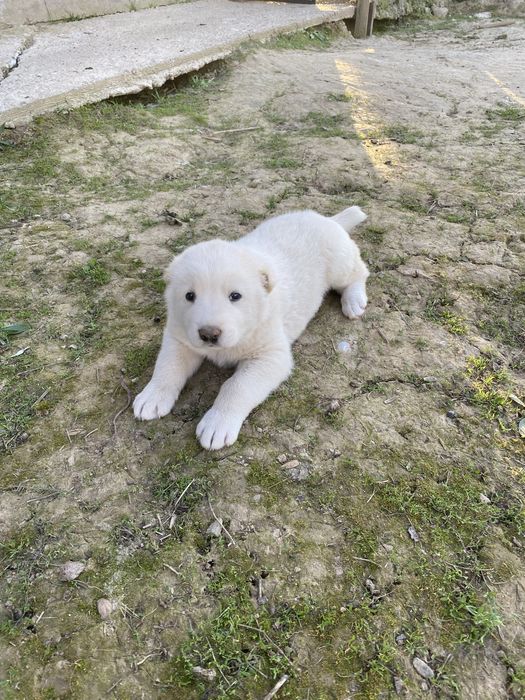 Күшіктер.   Шенки