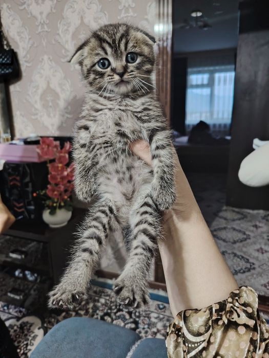 Ажойиб ва соглом мушукчалар сотилади. Жуда уйноки ва мехрибон